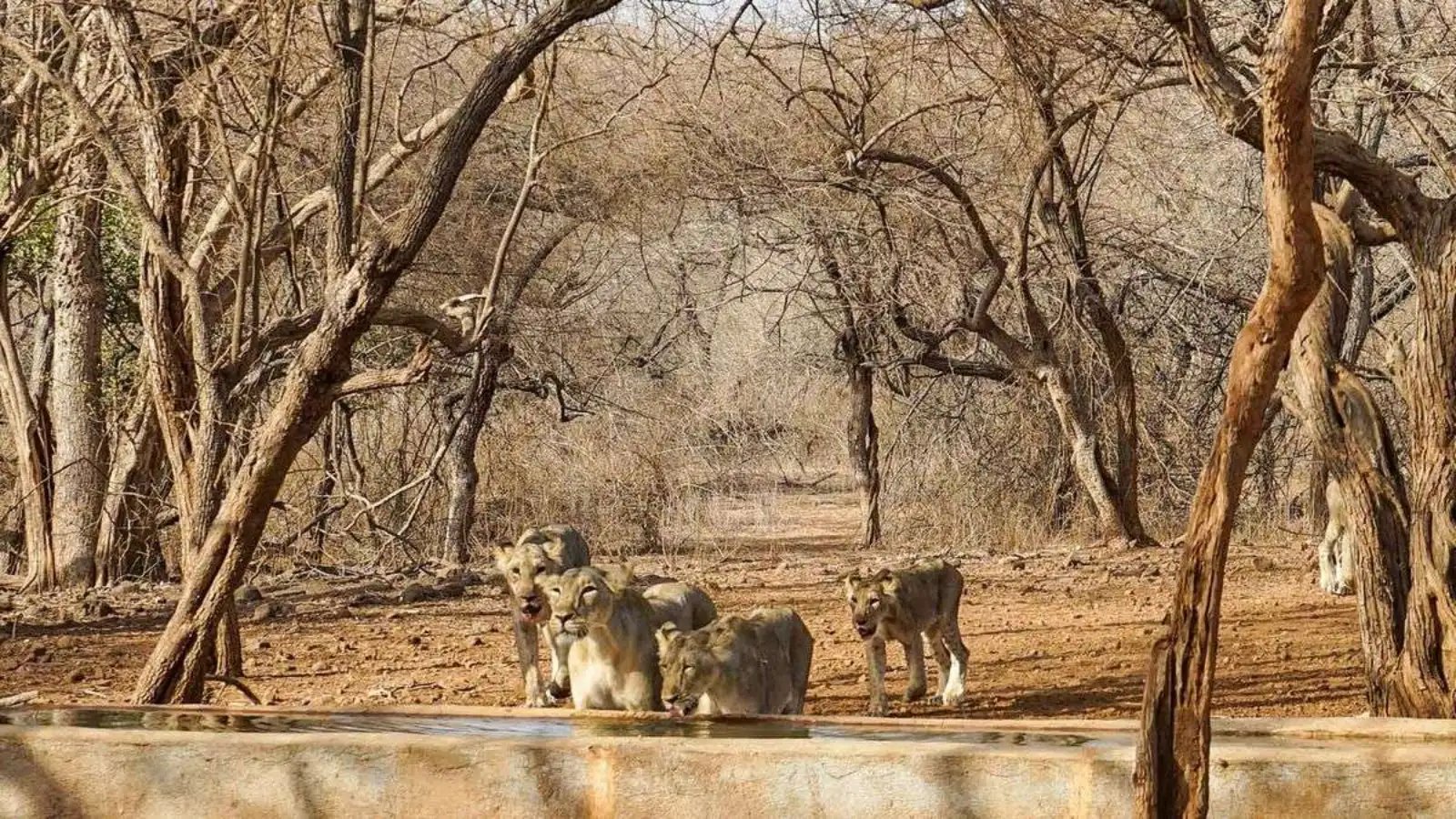 Sasan Gir Experience