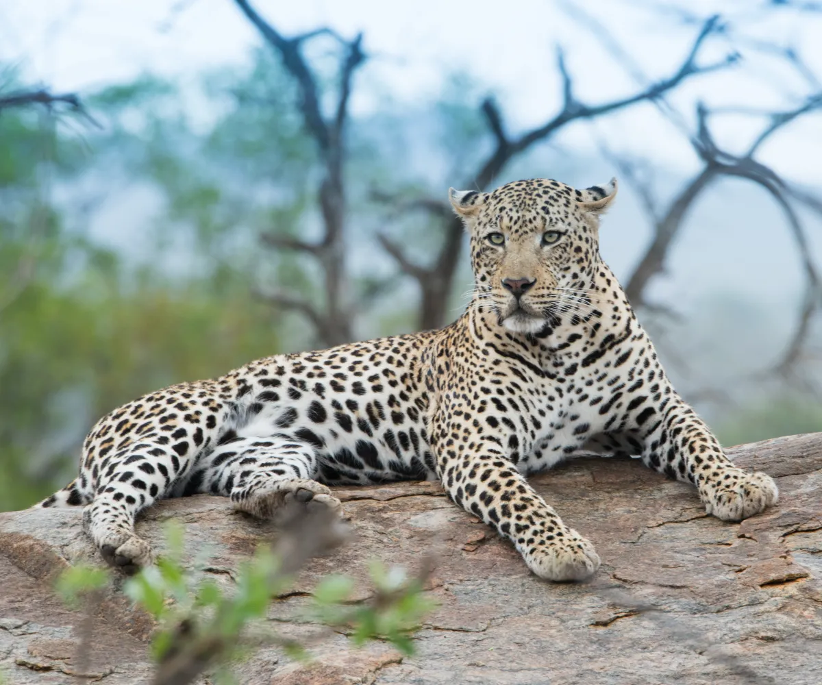 Leopard Safari