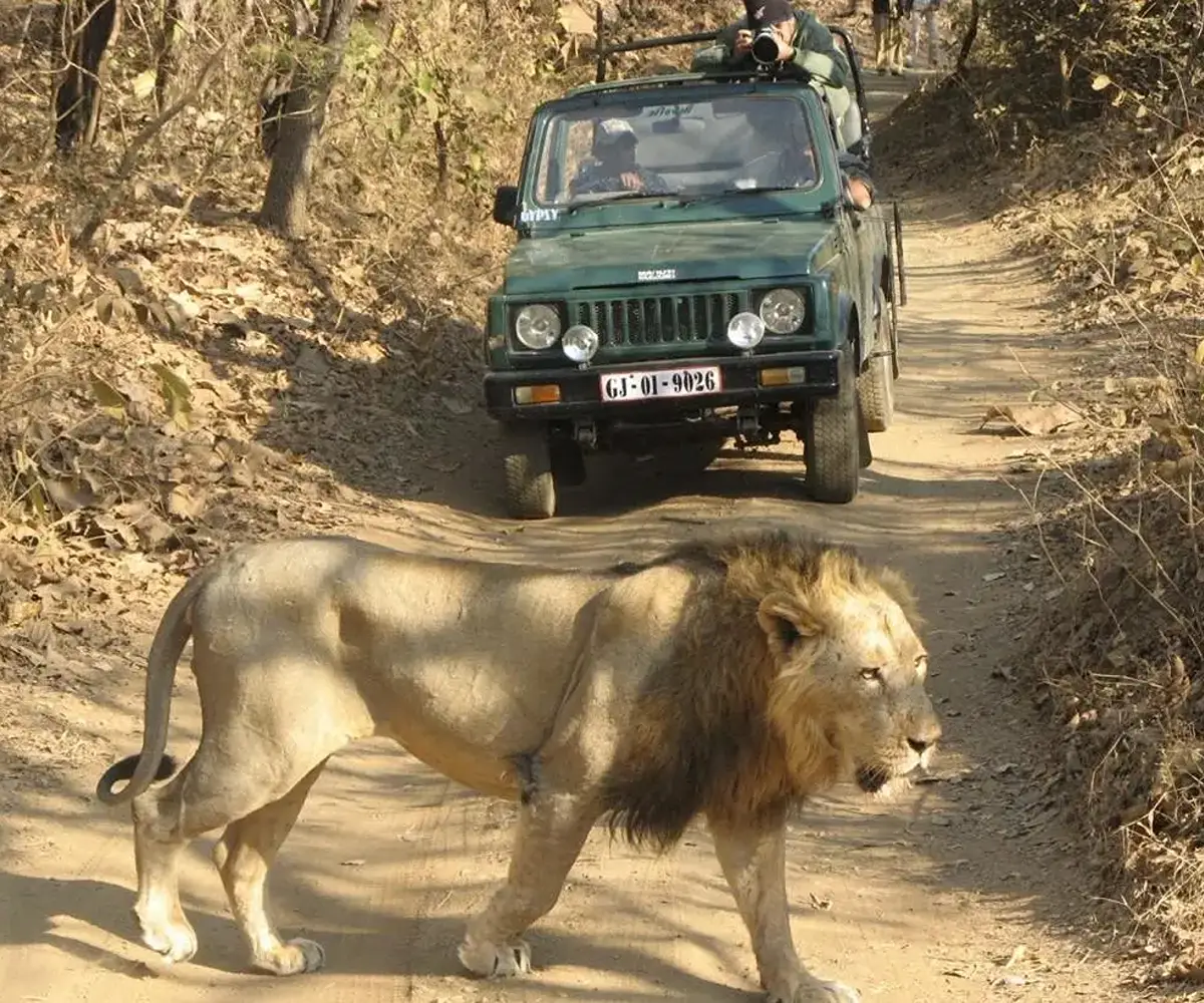 Gir Safari